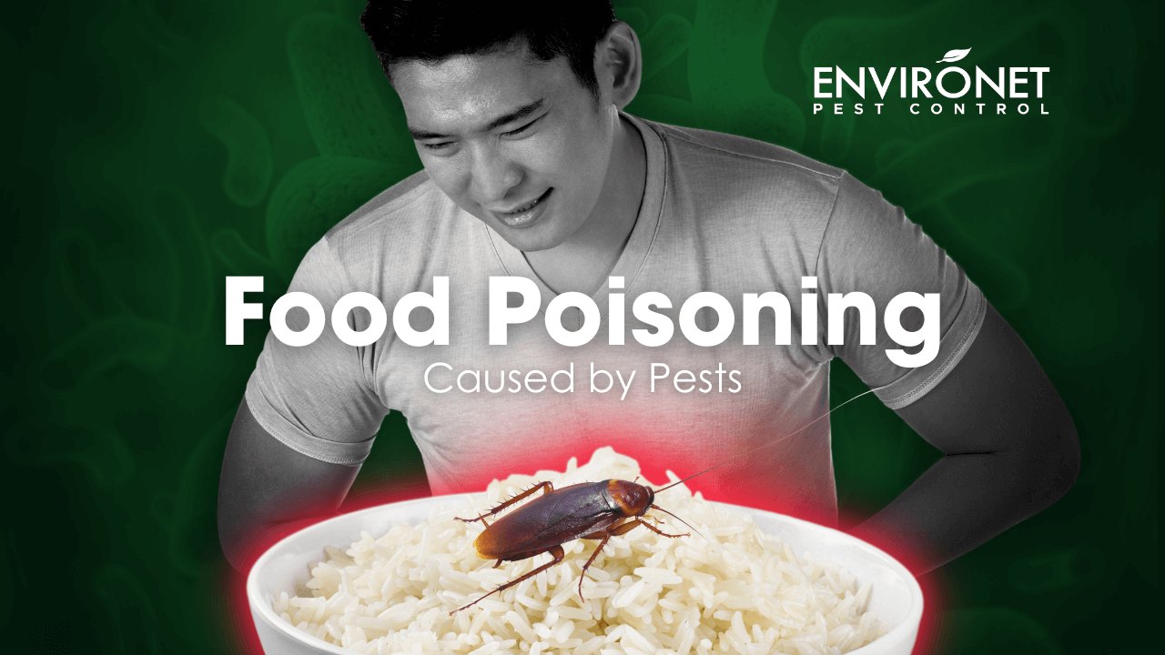 Food Poisoning Caused by Pests Cover Photo Cockroach infestations