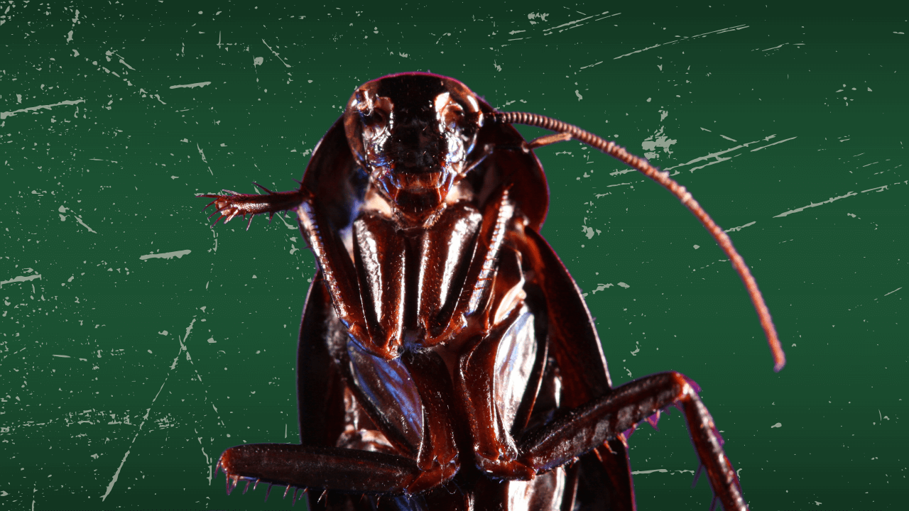 8 Spooky Facts About the Scariest Pests a closeup of dead, broken roach for 8 Spooky Facts about the scariest pests
