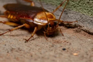 American Cockroach (Periplaneta americana) American cockroach for cockroach species
