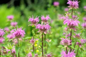 Bee Balm plants that repel mosquitoes: bee balm