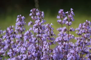 Catnip plants that repel mosquitoes: catnip