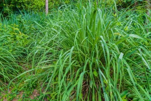 Citronella plants that repel mosquitoes: citronella grass