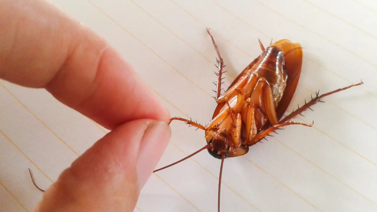 Cockroach Species in the Philippines Cockroach Species in the PH