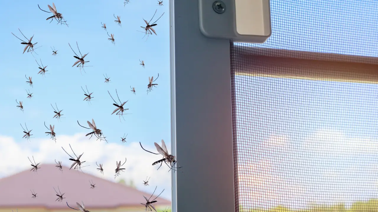How to Avoid Mosquitoes This Summer many mosquitoes are flying in the house while insect net was opened