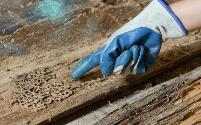 Identifying the Early Signs of Pest Infestation