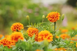 Marigolds plants that repel mosquitoes: marigold