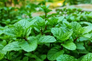 Mint family plants that repel mosquitoes: mint