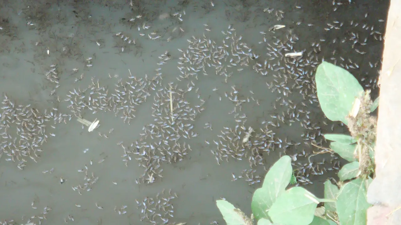 Mosquito Breeding Places Mosquito Breeding Places