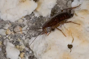 Oriental Cockroach (Blatta orientalis) Oriental cockroach for cockroach species