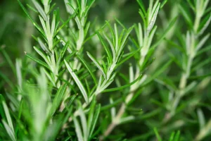 Rosemary plants that repel mosquitoes: rosemary