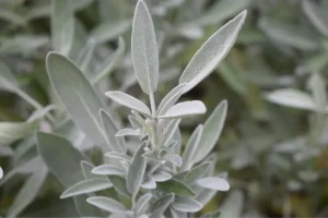 Sage plants that repel mosquitoes: sage
