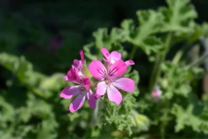 Scented Geranium plants that repel mosquitoes: scented geranium