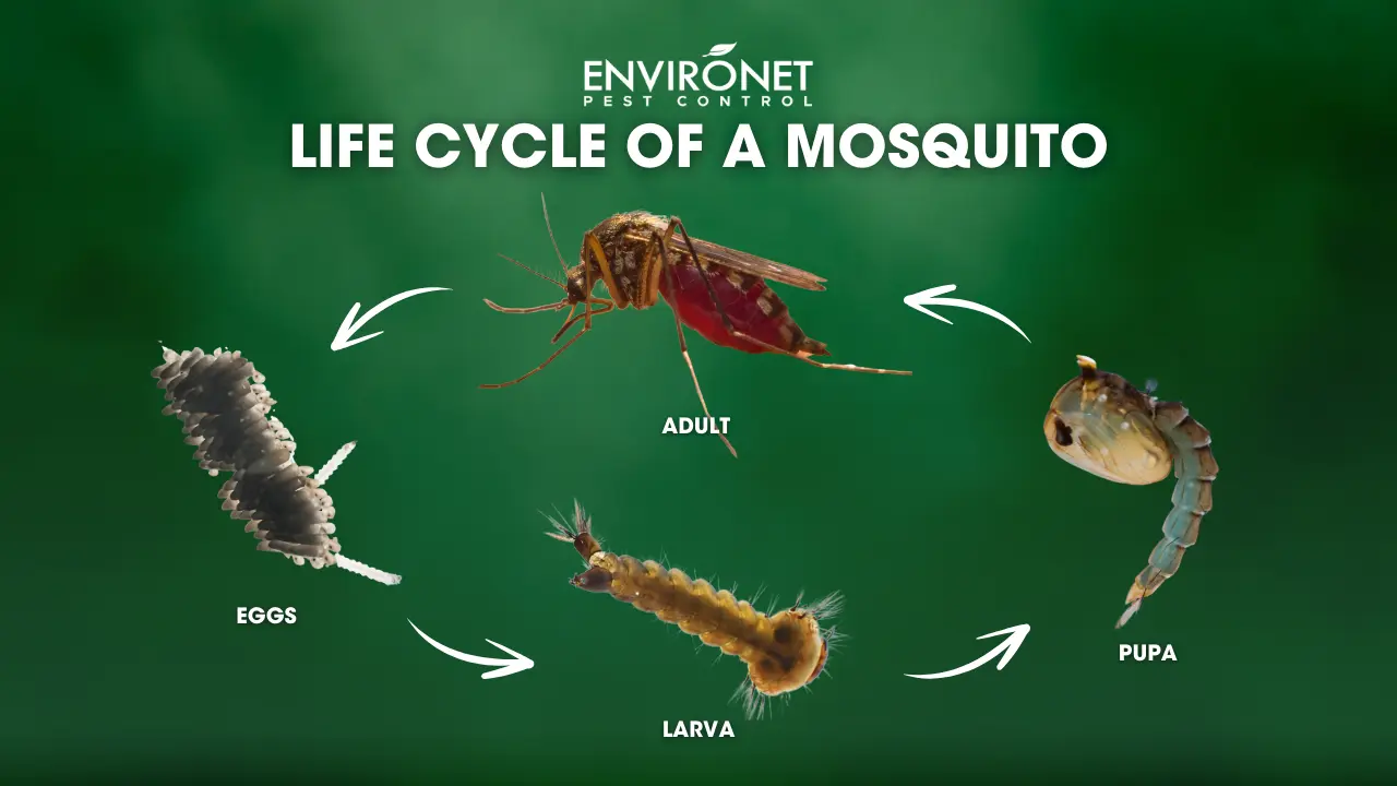 LIFE CYCLE OF A MOSQUITO-1 life cycle of a mosquito illustration