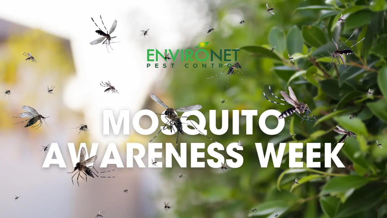 Mosquito Awareness Week National Mosquito Control Awareness Week