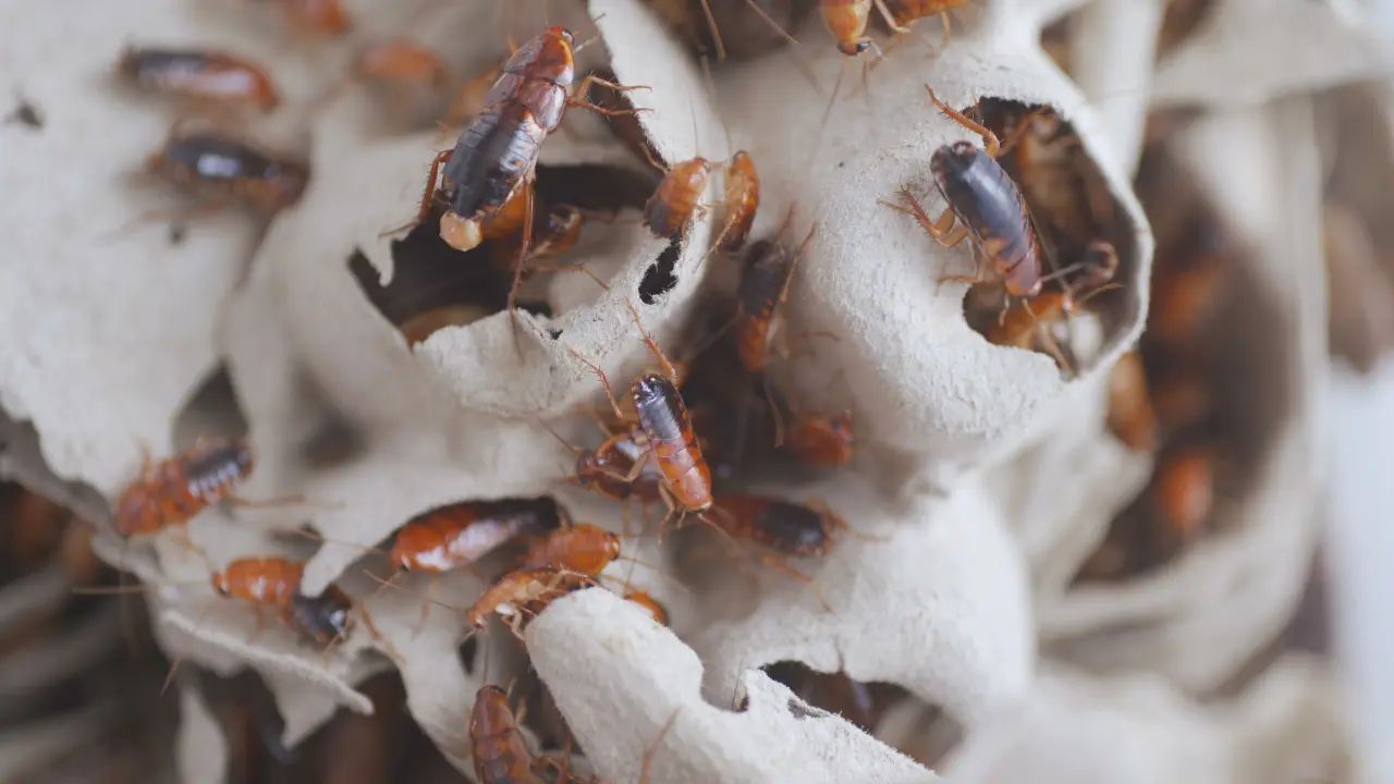 Cockroach Infestations in Commercial Spaces Cockroach infestations in a commercial space