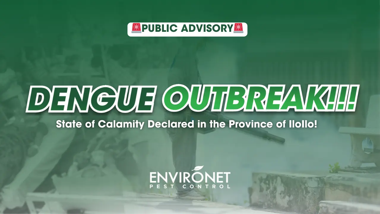 Dengue Outbreak in Iloilo as of August 2024 Dengue Outbreak poster
