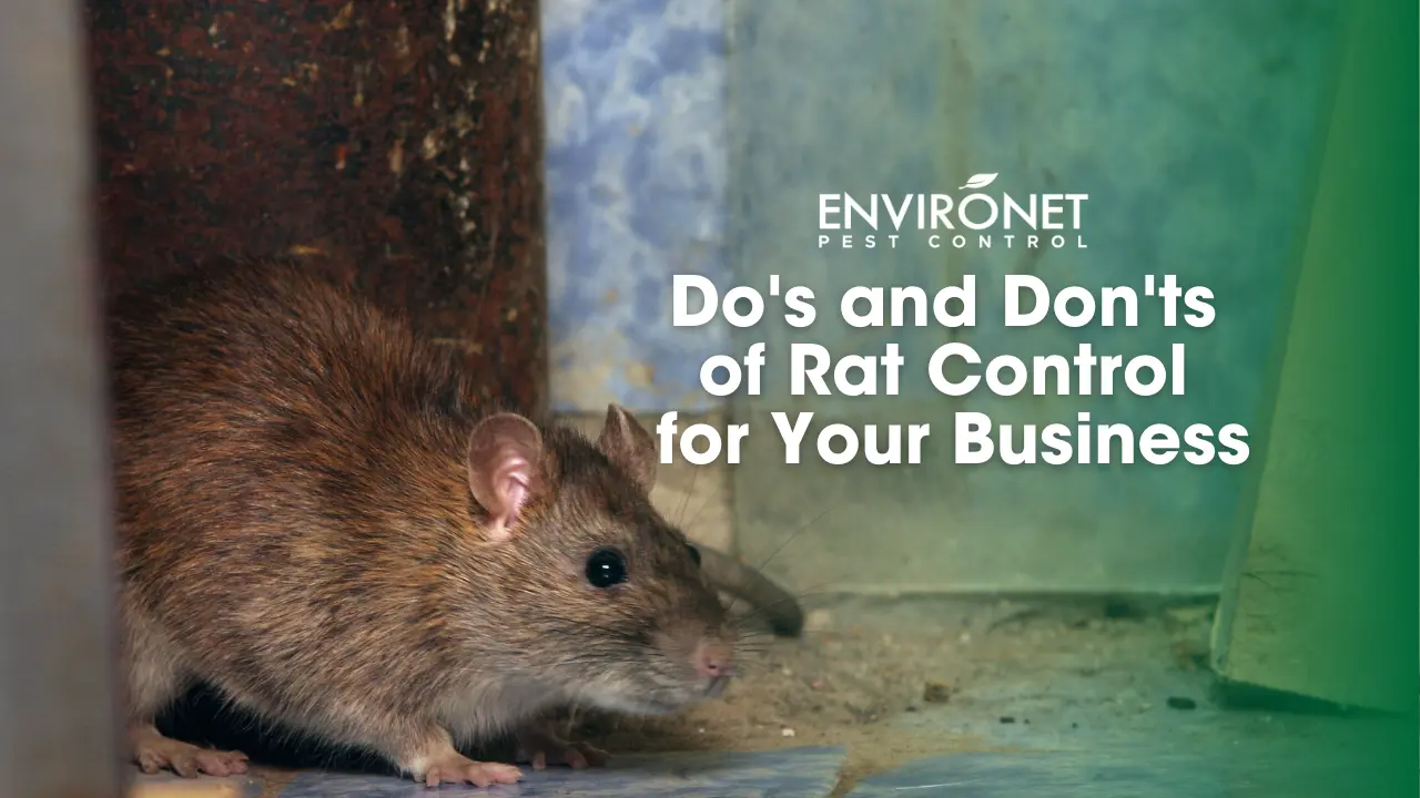Dos and Donts of Rat Control for Your Business rat in a toilet looking for source of water