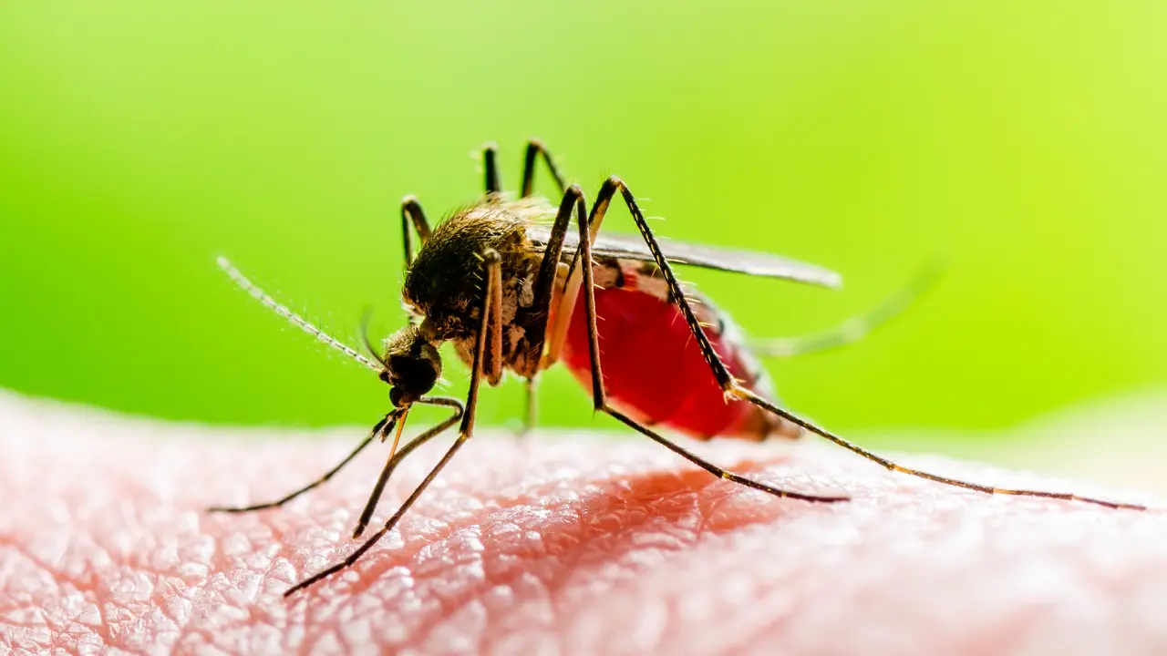 World Mosquito Day dangerous mosquito bite for World Mosquito Day blog