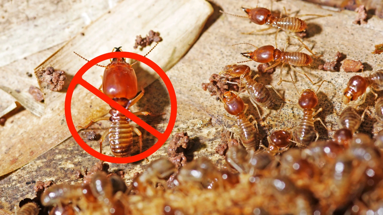 How to Prevent Termites from Spreading in Your Home a soldier termite is guarding worker termites
