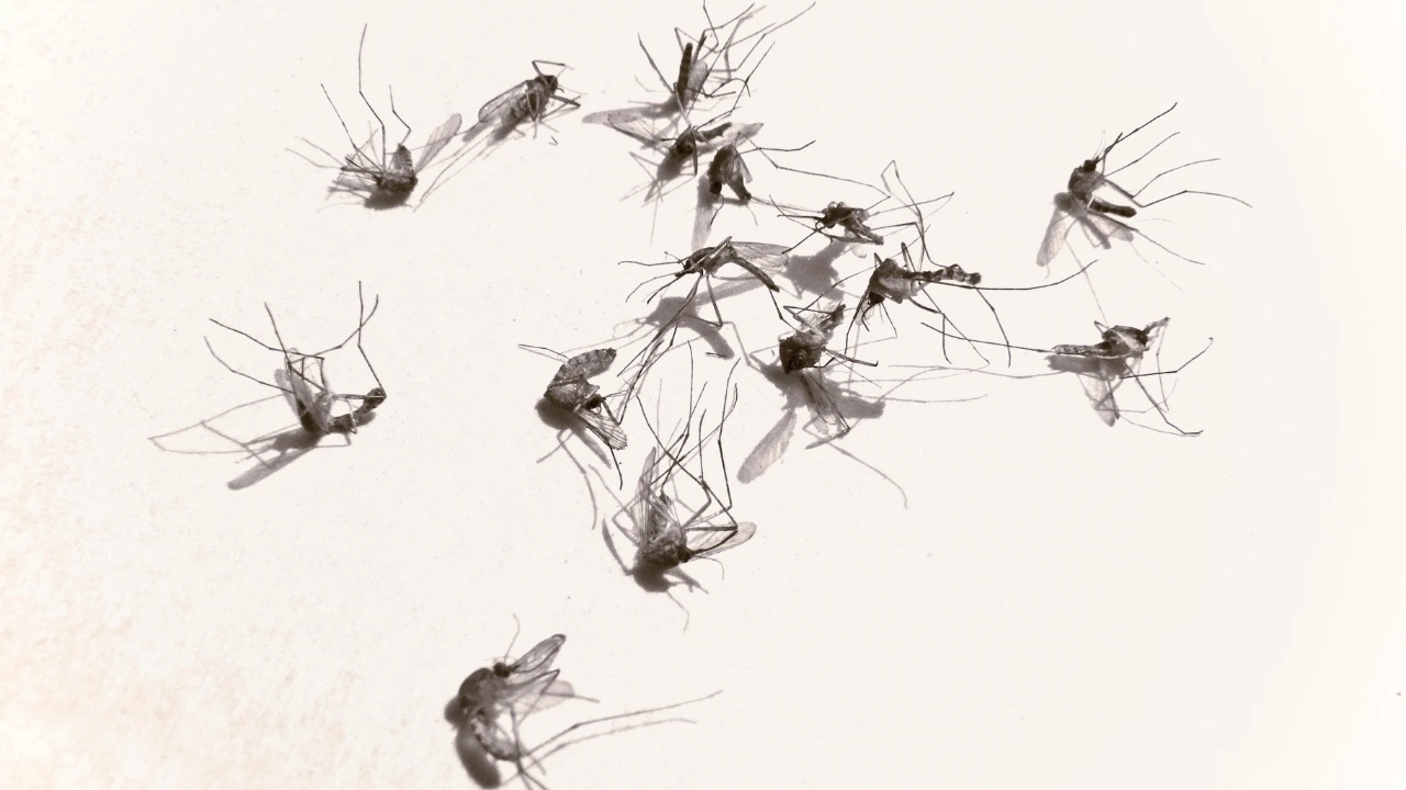 Imagining a Mosquito-Free World What Would It Be Like Dread mosquitoes for Mosquito-free world blog
