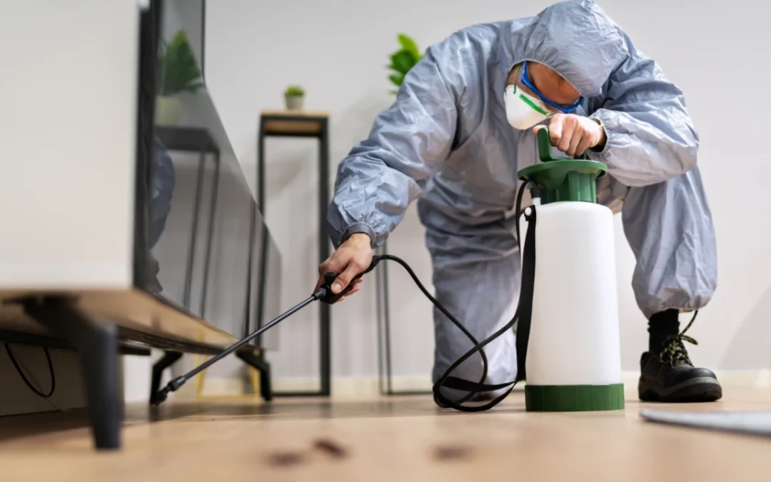 Why Regular Pest Control is Essential for a Healthy Home