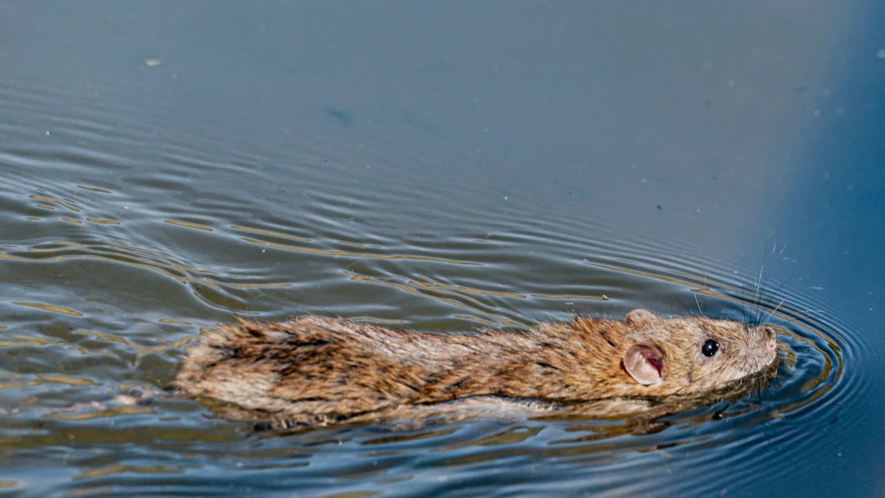 The Role of Pest Control in Preventing Leptospirosis in the Philippines Beware of contaminated water with animal urine to avoid increased risk