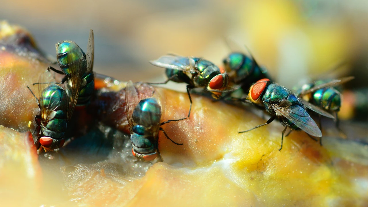 Effective Strategies to Eliminate House Flies and Prevent Infestations Several house flies resting on fruit, highlighting the importance of measures to eliminate house flies in the home.