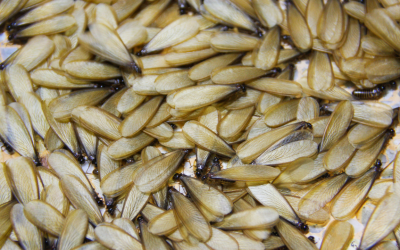 Termite Swarm Season: What Every Homeowner Needs to Know
