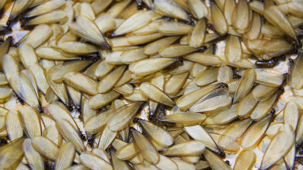 Termite Swarm Season What Every Homeowner Needs to Know Close-up image of termites with wings, emphasizing their appearance as termite swarmer season approaches.