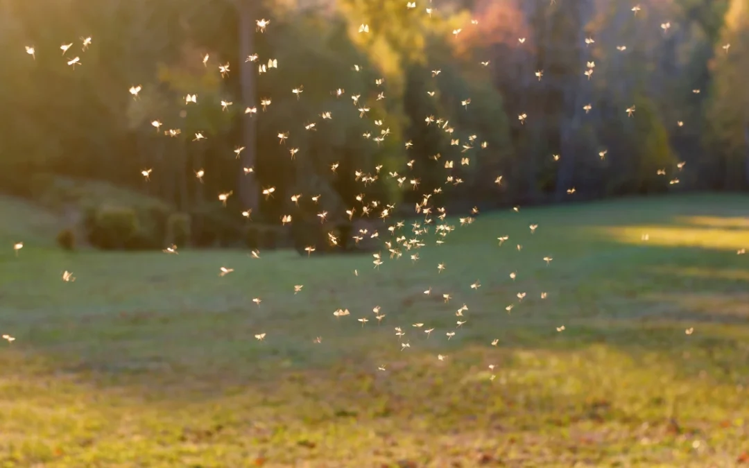 Mosquito Prevention: Keeping Your Family Safe During Outdoor Activities