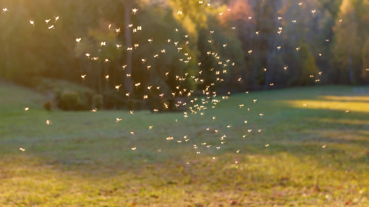 Mosquito Prevention Keeping Your Family Safe During Outdoor Activities A field filled with small flying insects, highlighting the importance of mosquito prevention for outdoor safety.