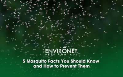 5 Mosquito Facts You Should Know and How to Prevent Them