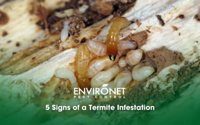 5 Signs of a Termite Infestation