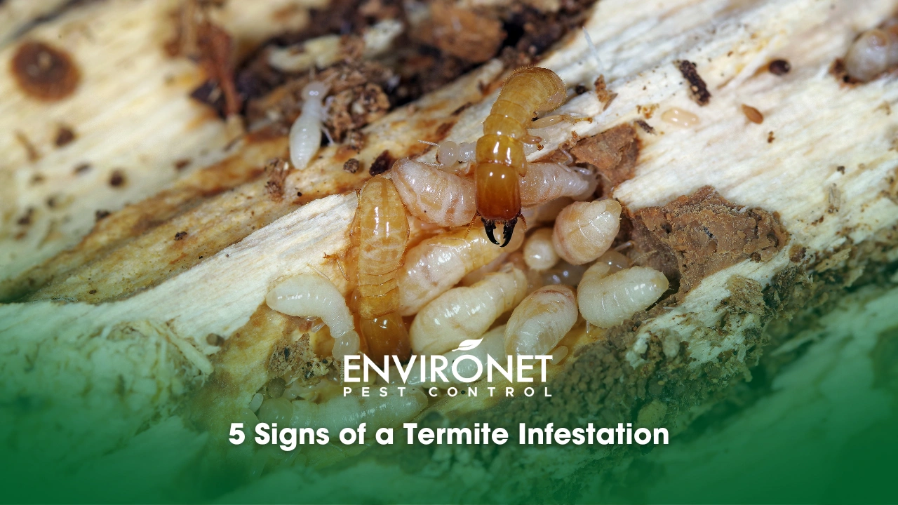 5 Signs of a Termite Infestation A close up look of an active termite infestation for 5 Signs of Termite Infestation