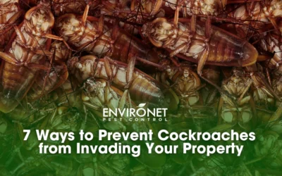 7 Ways to Prevent Cockroaches from Invading Your Property