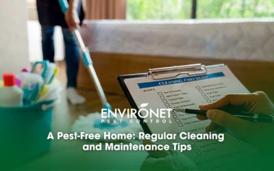 A Pest-Free Home: Regular Cleaning and Maintenance Tips