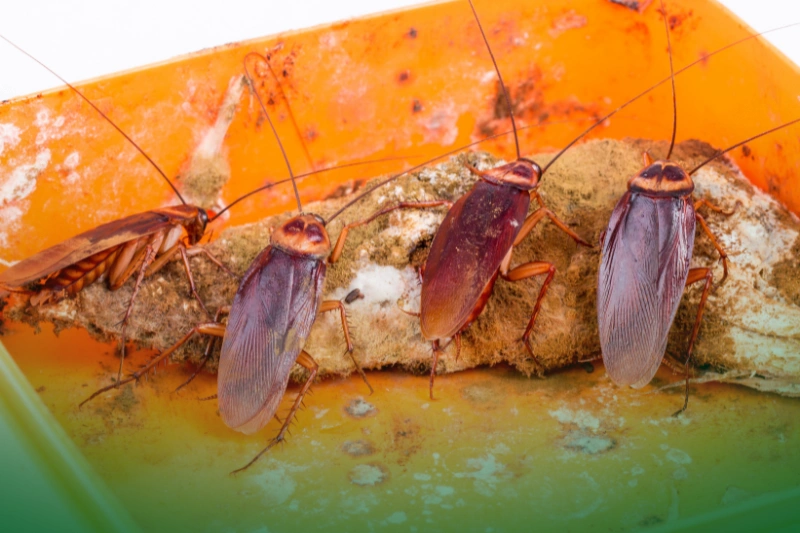 Adaptability to Various Foods a group of roaches on a piece of food