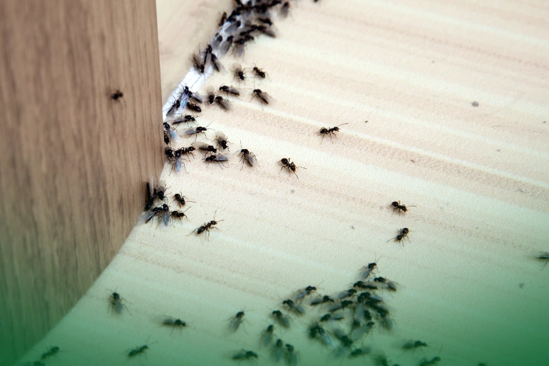 Ants a group of black ants on a white surface for Your Ultimate Guide to Pest Control Services for Common Household Pests