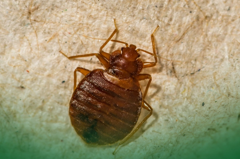 Bed Bugs a close up of a bed bug for Your Ultimate Guide to Pest Control Services for Common Household Pests