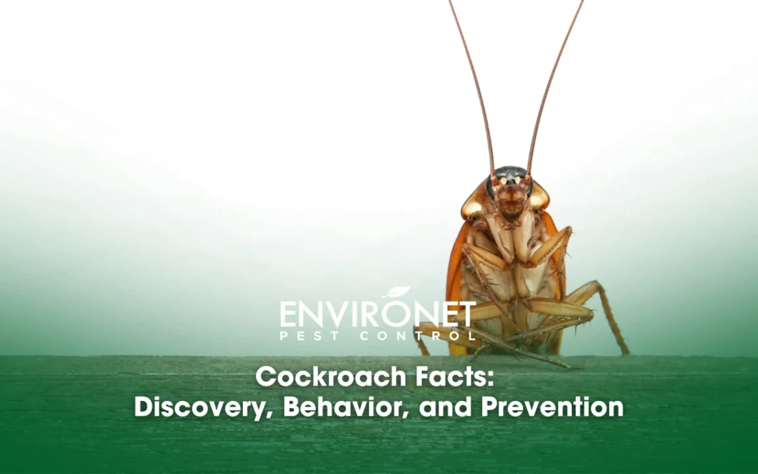 Cockroach Facts: Discovery, Behavior, and Prevention