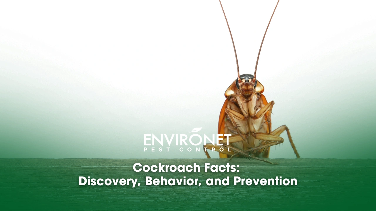 Cockroach Facts Discovery, Behavior, and Prevention a close up of a roach