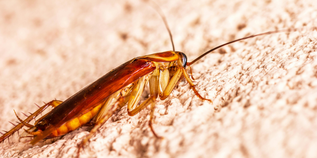 Cockroach inside a property-CanvaFree-05052025.png american cockroach inside a property
