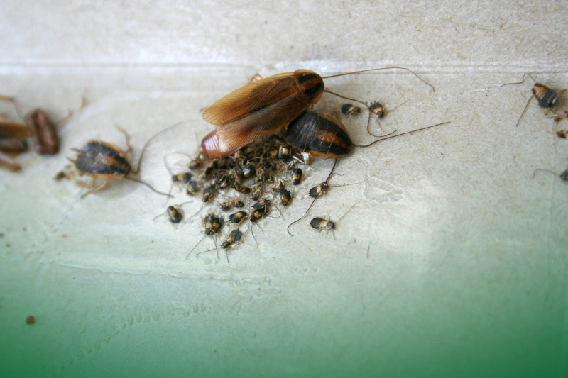 Cockroaches a group of cockroaches on a surface for Your Ultimate Guide to Pest Control Services for Common Household Pests
