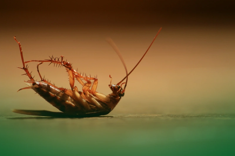 Evasive Defense Mechanisms a close up of a roach for cockroach facts