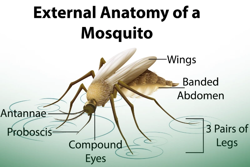 External Anatomy of a Mosquito an illustration showing the external anatomy of a mosquito