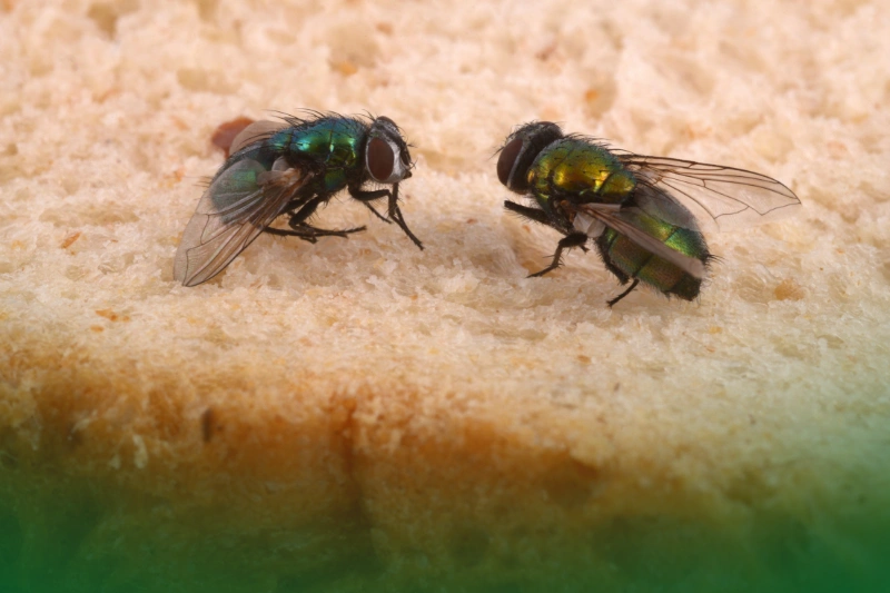 Flies a pair of flies on a piece of bread for Your Ultimate Guide to Pest Control Services for Common Household Pests