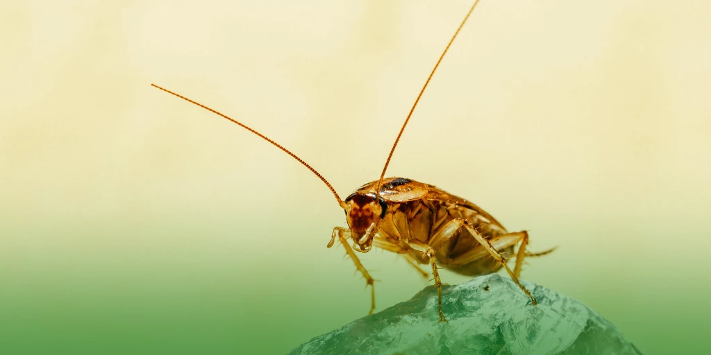 German Roach a german cockroach