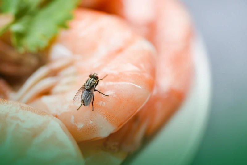 Health and Safety Concerns house fly on shrimp the dirty food contamination hygiene concept