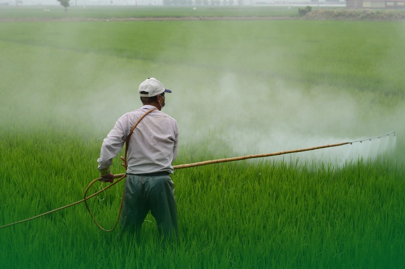 Herbicides a farmer spraying pesticides on a rice field