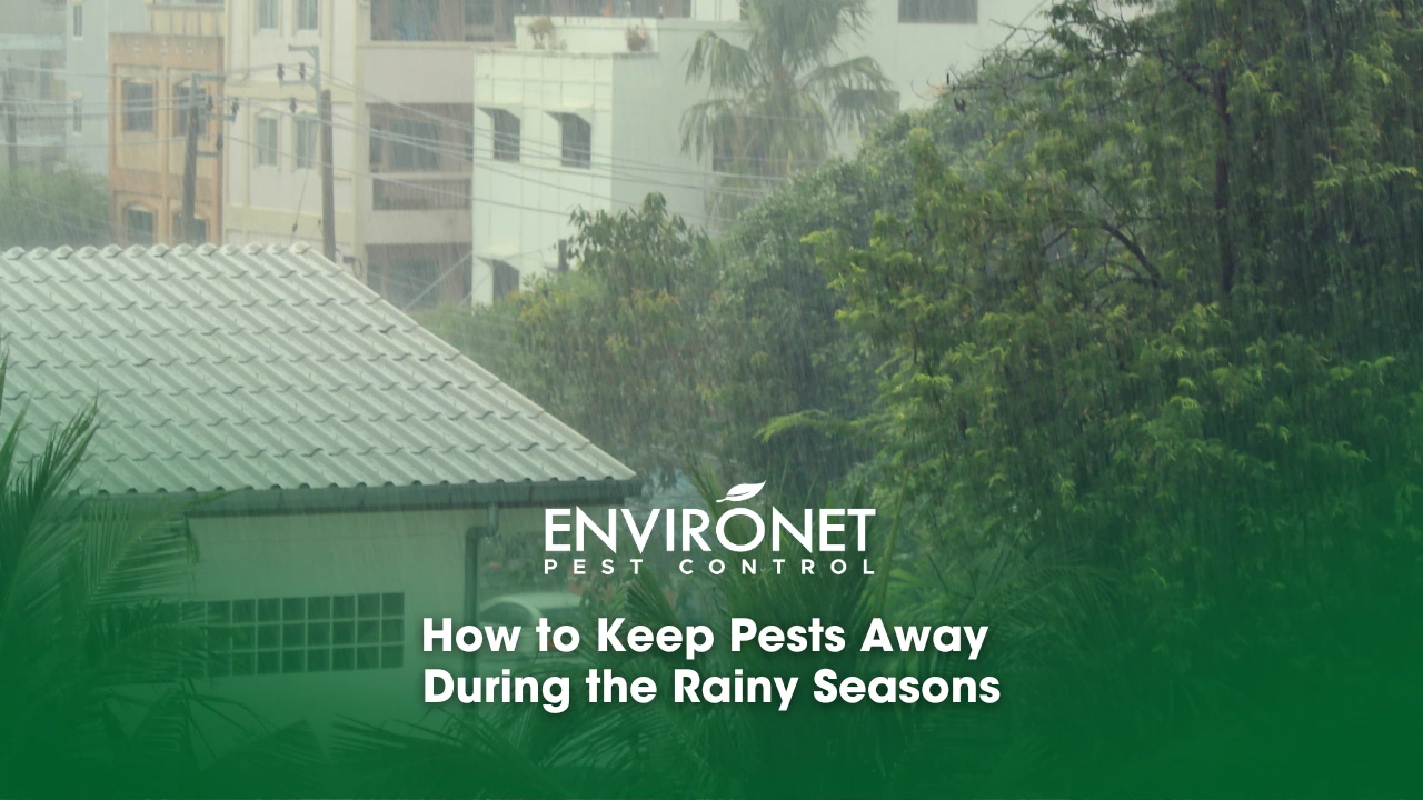 How to Keep Pests Away During the Rainy Seasons soft-focus, rains in the city feel the moist